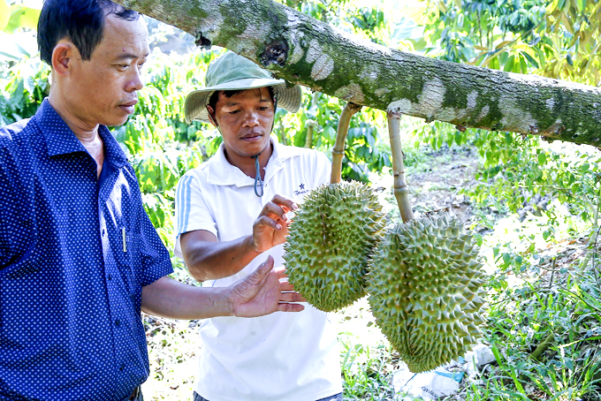 Sầu riêng Khánh Sơn được cấp mã số vùng trồng.