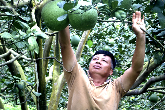 Ông Hưởng chăm sóc vườn bưởi.