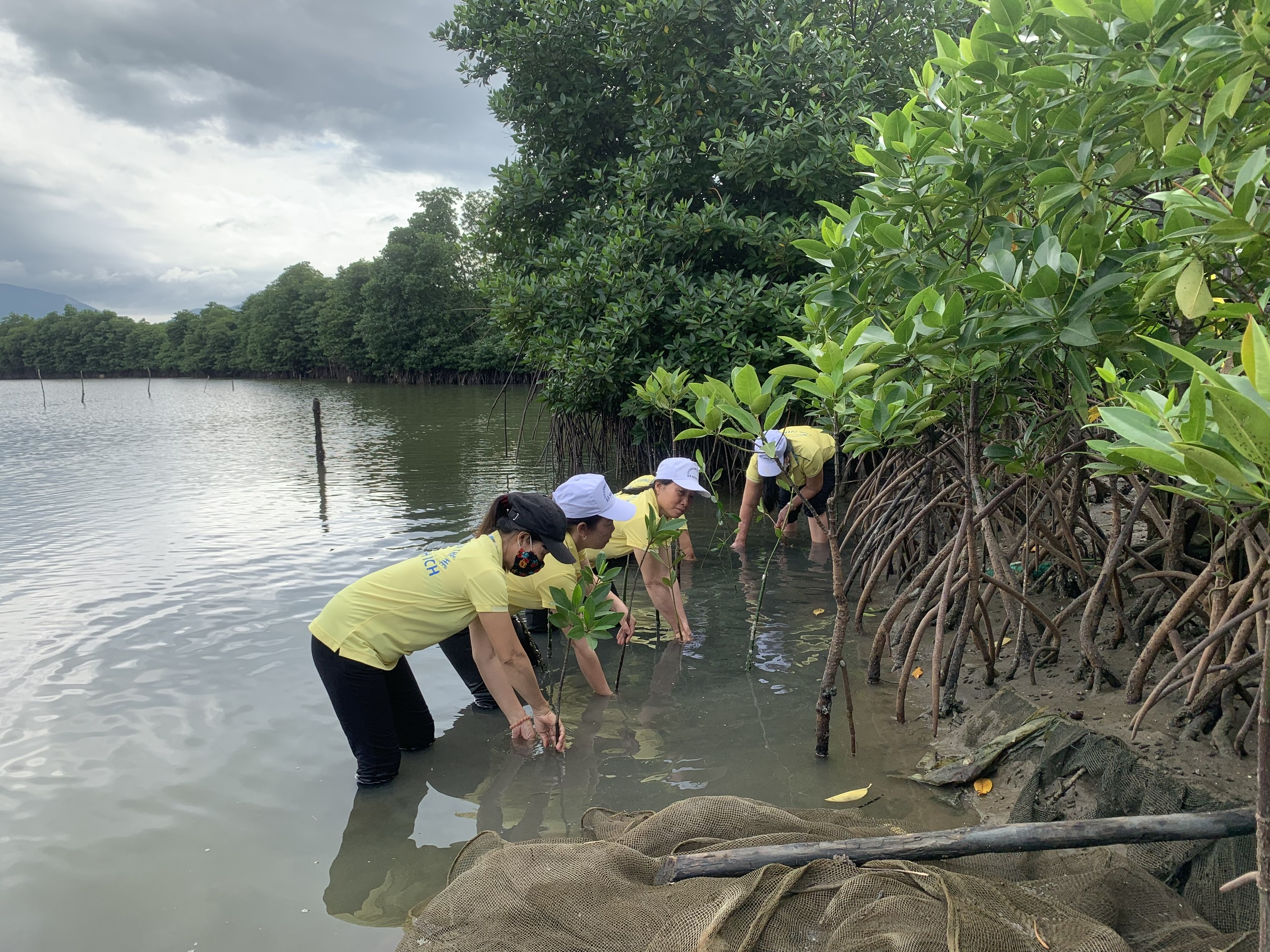 Phụ nữ Ninh Ích trồng đước.