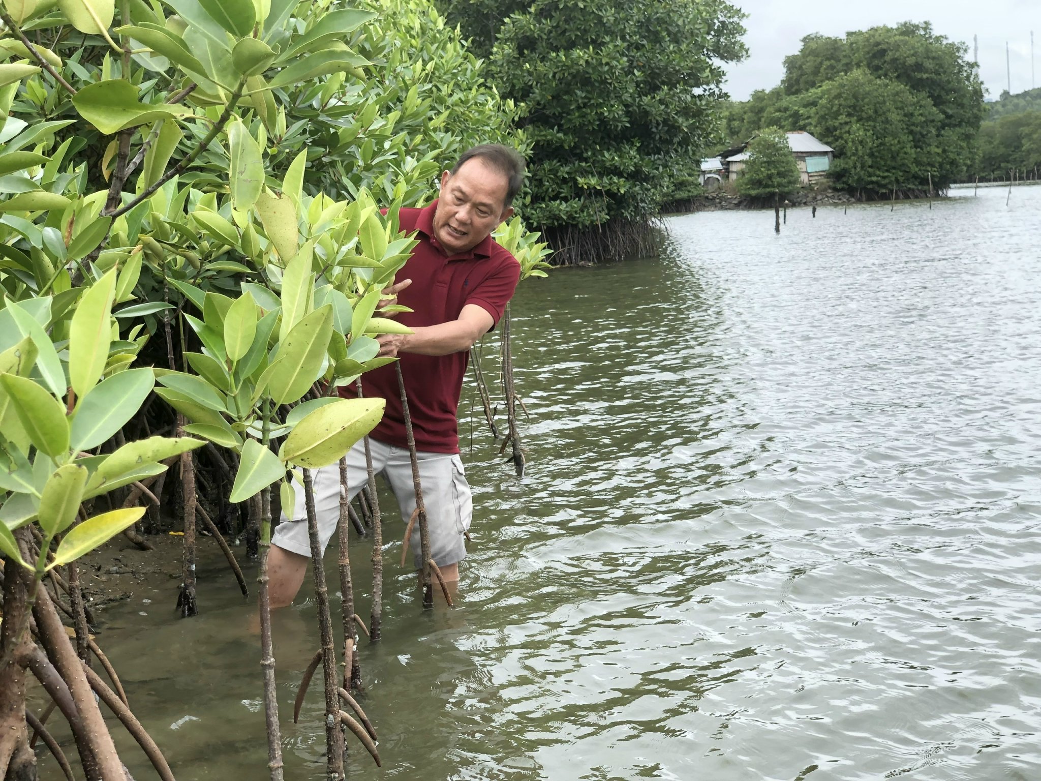 Ông Nguyễn Tấn Tài kiểm tra những cây đước non.