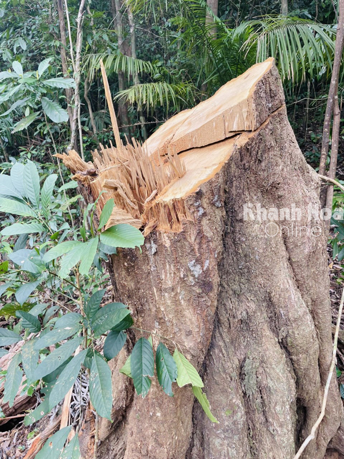 Phải mất hàng trăm năm mới có những cây gỗ lớn như thế này. Nhưng lâm tặc đã ra tay đốn hạ không thương tiếc