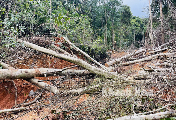 Rừng bị phá tại xã Ninh Ích, thị xã Ninh Hòa