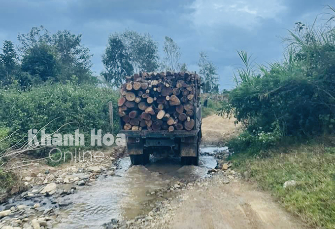 Lâm tặc dùng xe ô tô để chở gỗ lậu ra khỏi rừng