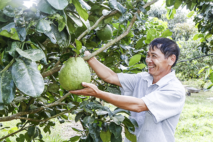 Ông ĐẶNG THÀNH NHÂN - Chủ tịch UBND xã Khánh Nam: Những năm qua, Hội Nông dân xã đã chủ động tham mưu cho cấp ủy, chính quyền địa phương trong việc tuyên truyền, vận động, định hướng cho hội viên, nông dân, nhất là hộ nghèo, cận nghèo và hộ đồng bào dân tộc thiểu số triển khai các mô hình phát triển kinh tế trồng trọt, chăn nuôi hiệu quả. Không những trợ giúp về kỹ thuật, vốn, hội còn làm tốt công tác tuyên truyền, vận động, tạo khí thế thi đua sôi nổi để thực hiện tốt phong trào nông dân thi đua sản xuất, kinh doanh giỏi, đoàn kết giúp nhau làm giàu và giảm nghèo bền vững, góp phần hoàn thành các chỉ tiêu kinh tế - xã hội của xã trong những năm qua.