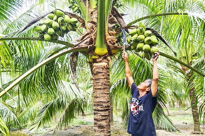 Ông Tánh thu hoạch dừa bán cho thương lái.