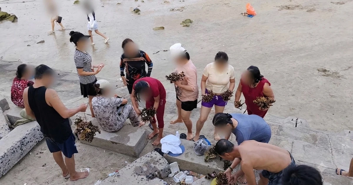 Truy tìm nhóm du khách bẻ san hô khi tắm biển Hòn Chồng - Nha Trang