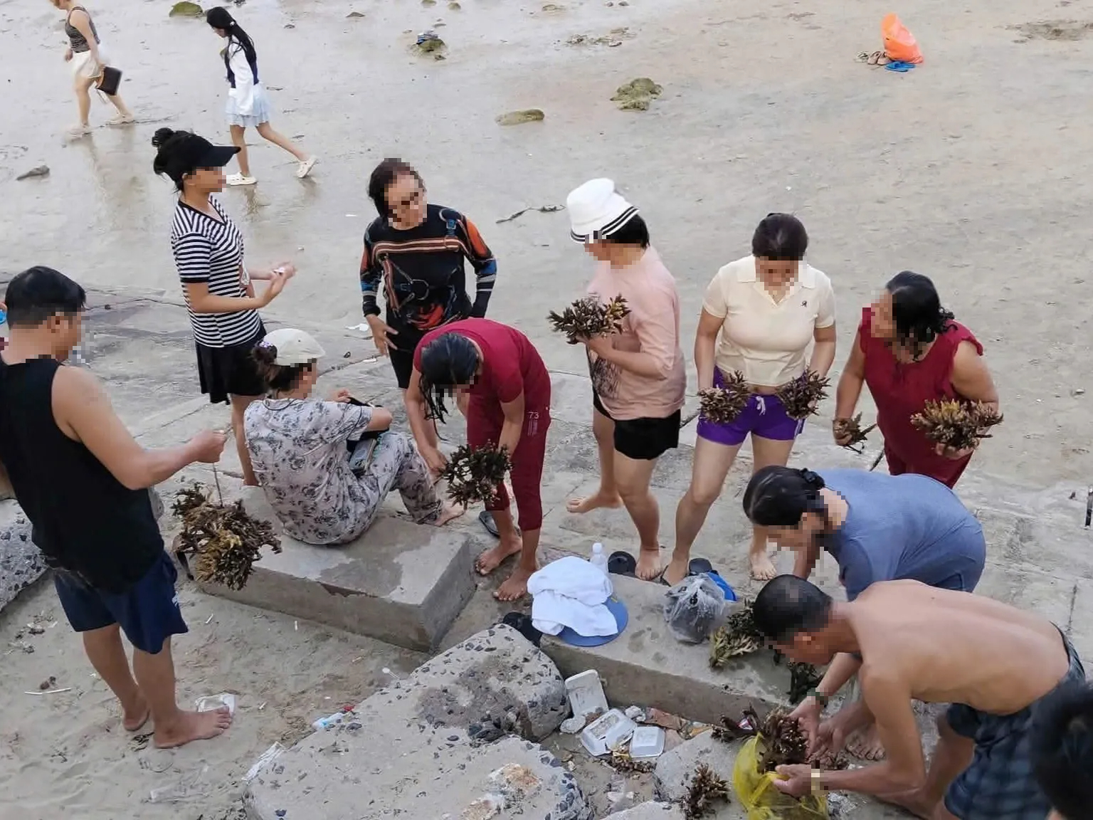 Bẻ san hô ở Nha Trang để làm quà, 2 du khách bị phạt 50 triệu - Ảnh 3.