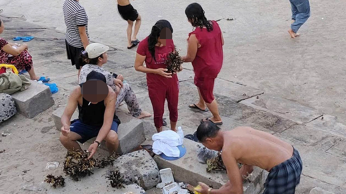 Xác minh nhóm du khách bẻ san hô ở biển Nha Trang