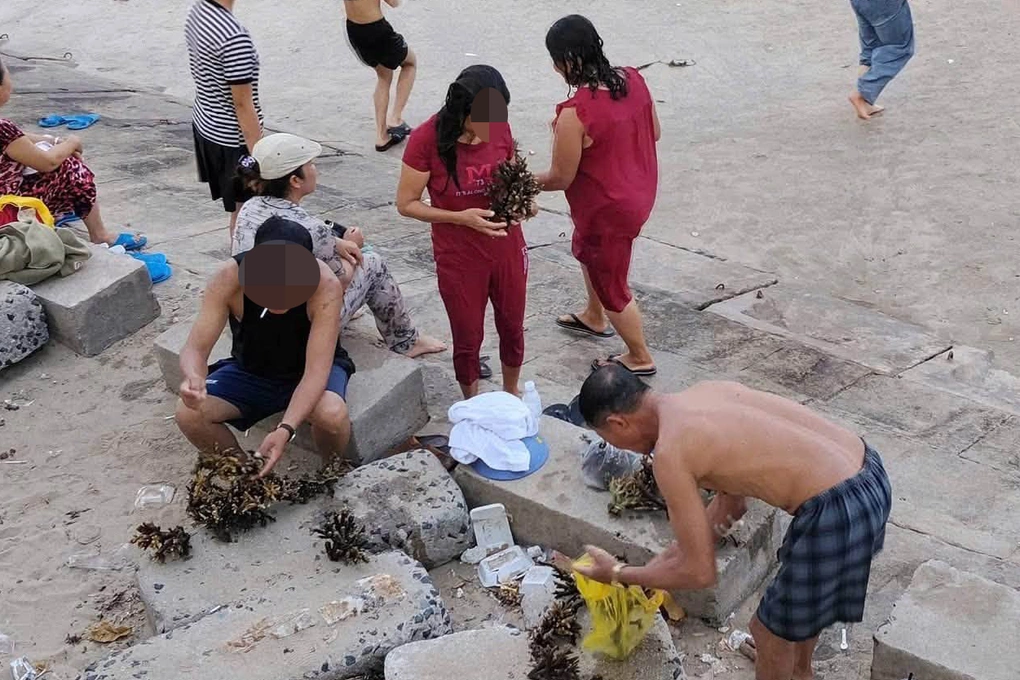 Nhóm người nghi bẻ san hô mang lên bờ gần khu vực Hòn Chồng (vịnh Nha Trang) chiều qua. Ảnh: Minh Khuê