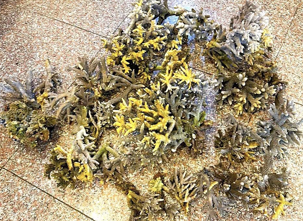 5,2 kg san hô ở biển Hòn Chồng (vịnh Nha Trang) bị du khách bẻ gãy. Ảnh: Ban quản lý Vịnh Nha Trang